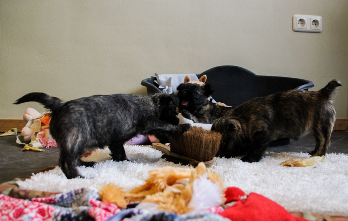 7,5 week Cairn Terriër pups