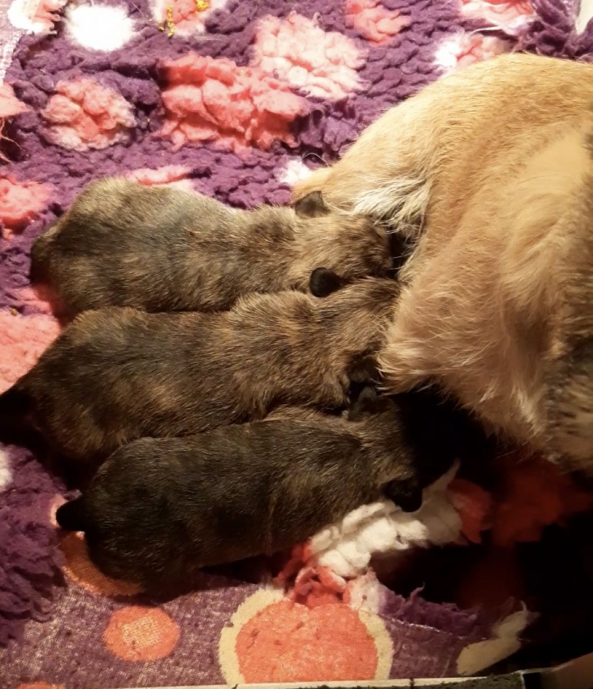 Drie prachtige Cairn Terriër pups geboren op 14 oktober 2020