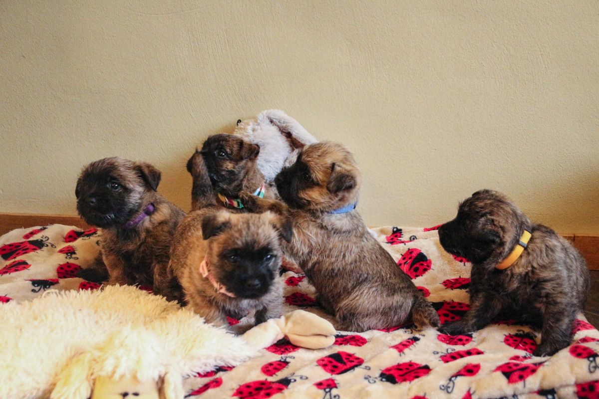 5 Cairn Terriër pups geboren!