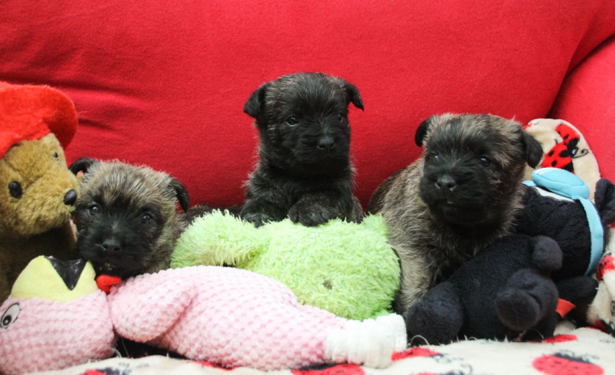 Cairn Terriër pups alweer 4 weken oud!