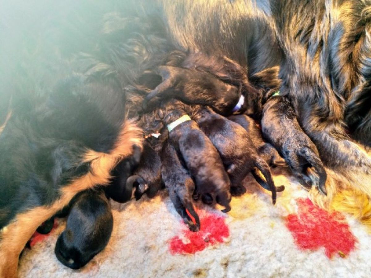 Puppies geboren!! 11 Hovawart ukkies!